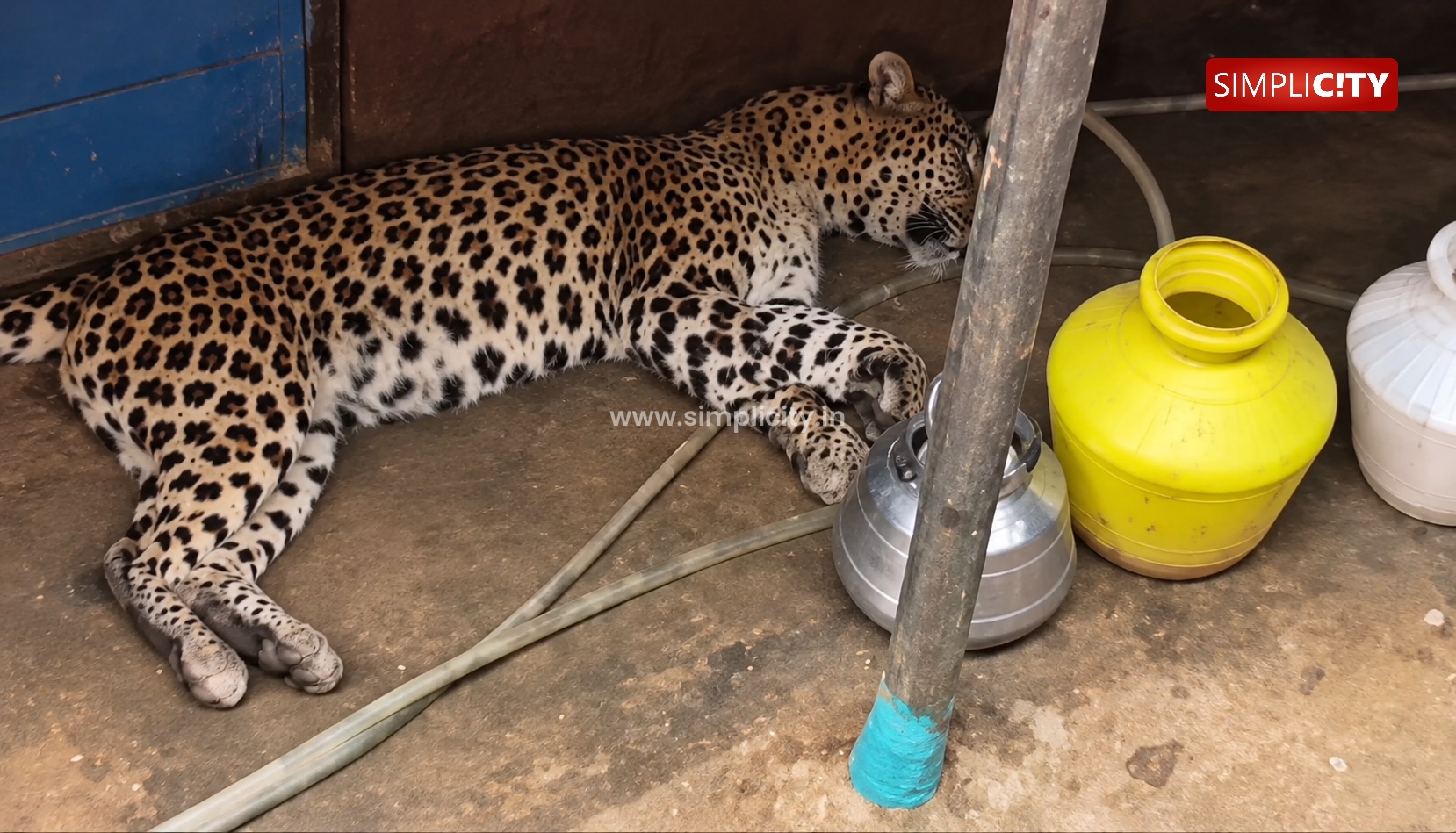 Ailing Leopard Rescued in Valparai Dies Despite Treatment