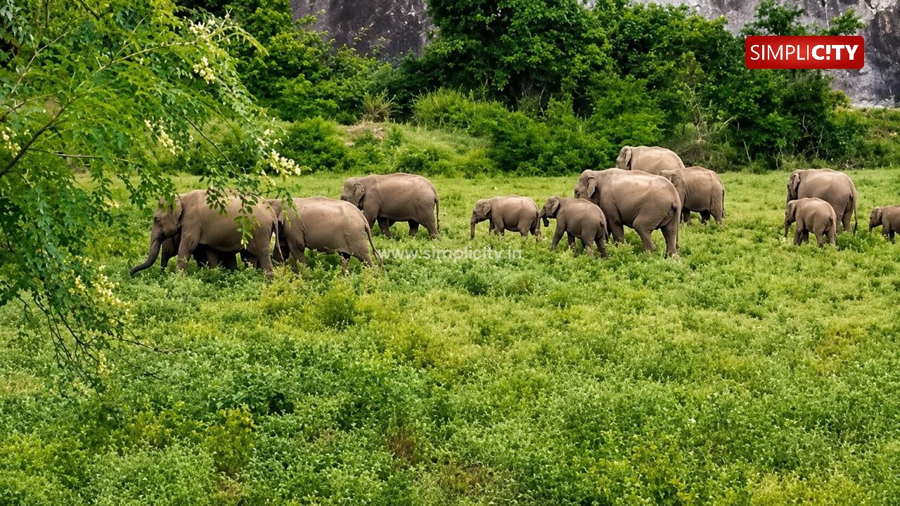 Project Kaliru 4.0 Brings Together Experts to Address Wildlife Conflict in Coimbatore