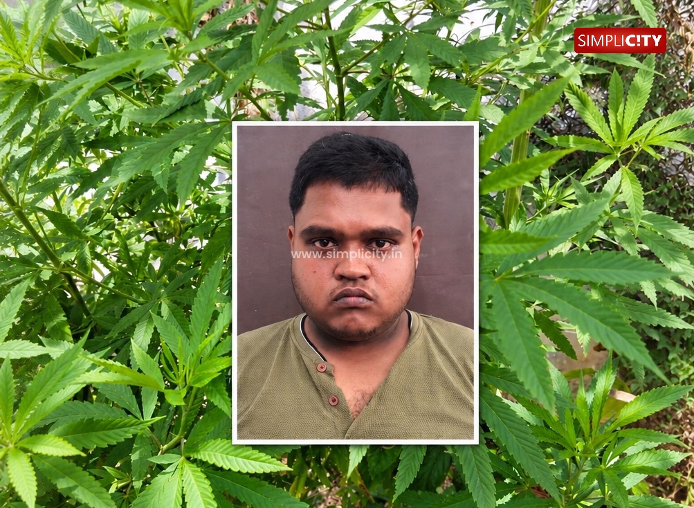 Coimbatore Man Arrested for Growing Cannabis Plants on Vacant Plot Near Thudiyalur