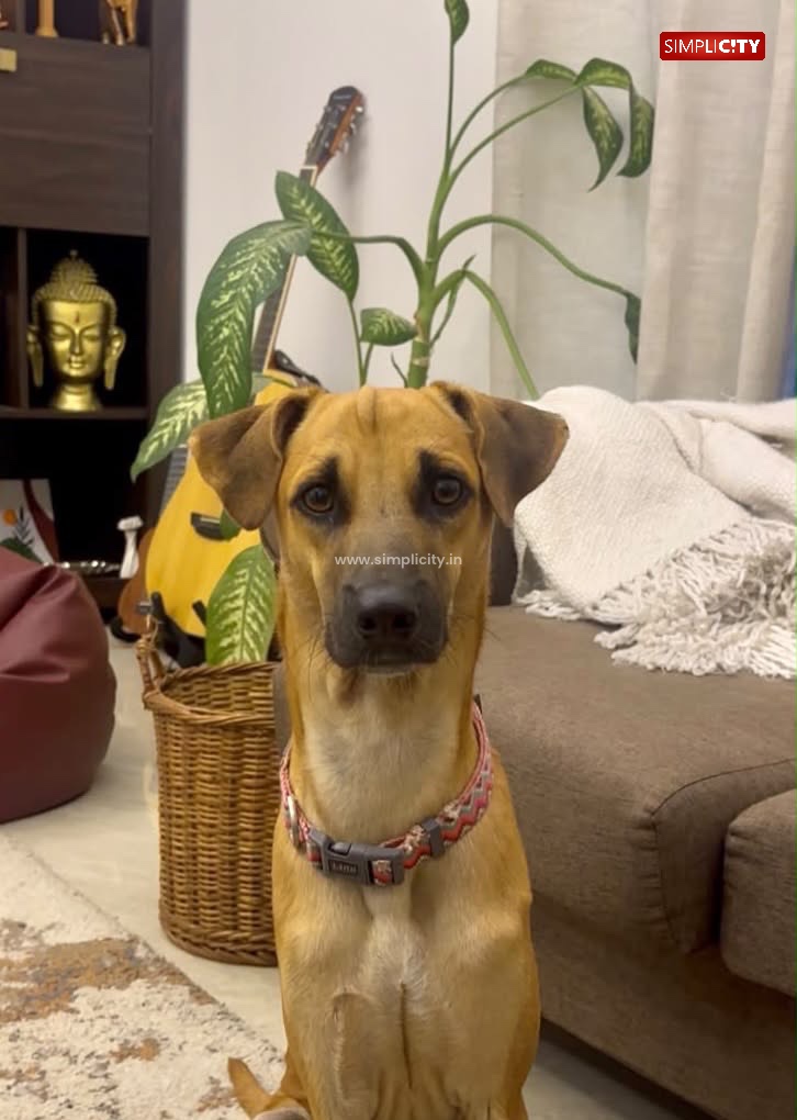 Coimbatore Pet Owner Alleges Negligence Over Dog’s Death at Boarding Facility, Approaches Police